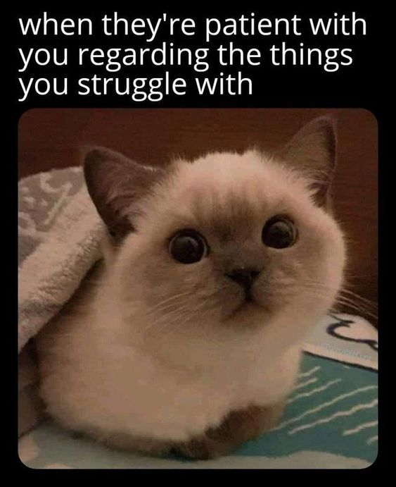 This wholesome meme features a fluffy, real cat with wide, soft eyes looking upwards, paired with the text **when they're patient with you regarding the things you struggle with**. The image and text together create a warm, relatable scenario that expresses gratitude and comfort for someone who shows patience with your personal struggles. The cat's innocent, grateful expression amplifies the wholesome tone, making it perfect for sharing feelings of appreciation or reacting to kind, patient behavior.