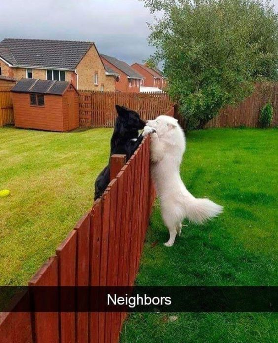 A heartwarming photograph showing two dogs, one black and one white, standing on their hind legs and leaning over a red wooden fence that separates two backyards. The black dog is on one side of the fence, and the white dog (possibly a Samoyed) is on the other, with their faces close together as if greeting or playfully interacting. The background features well-maintained green lawns, a small brown wooden shed, and a wooden fence enclosing the yards. At the bottom of the image, there is a black bar with the text 'Neighbors' in white, emphasizing the friendly interaction between the two dogs as neighboring pets.