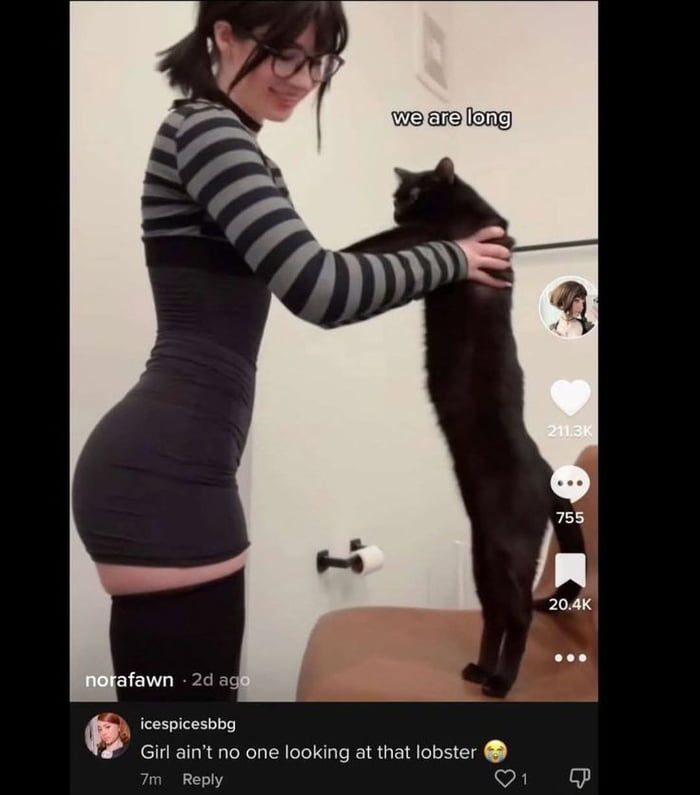 This is a screenshot of a public TikTok post. A young woman wearing a black and grey striped long-sleeve top, tight short black dress, and black thigh-high socks holds a fully extended, unusually long black cat upright. Overlaid text on the image reads "we are long", joking that both the woman's elongated silhouette and the cat are notably long. A top comment on the post reads "Girl ain't no one looking at that lobster 😂", a comedic misdirection where the commenter pretends to mislabel the cat as a lobster, while implicitly admitting they are only paying attention to the woman's attractive figure instead of the cat that is the post's intended subject. Standard TikTok UI elements are visible: 211.3k likes, 755 comments, 20.4k saves, the original poster's username norafawn and post age of 2 days, plus the commenter's username and comment age of 7 minutes.