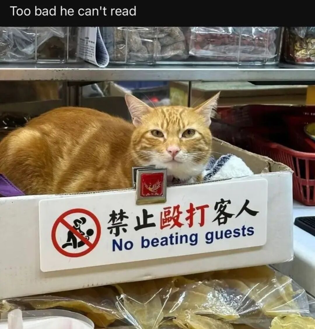 This meme features an orange tabby cat with a grumpy, unamused expression loafing inside a cardboard box placed on the shelf of what appears to be an Asian grocery or dry goods store, with plastic containers of dried products visible in the background. A bilingual sign attached to the front of the box displays a red prohibition symbol over an illustration of one person hitting another, alongside text in Chinese (禁止毆打客人) and English reading 'No beating guests'. The top of the meme has a text overlay that reads 'Too bad he can't read', creating a humorous joke implying the grumpy cat would ignore the rule against harming guests if he could understand it, playing on the common trope of feisty, territorial shop cats.