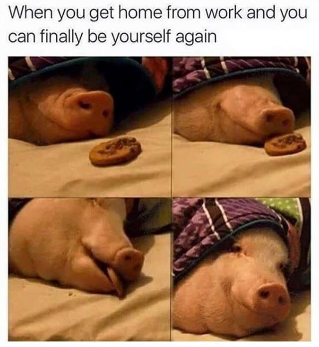 This is a 4-panel relatable meme. The top text reads 'When you get home from work and you can finally be yourself again'. The panels feature a real pet pig lying on a soft bed surface: in the first panel, the pig lays with its face near a chocolate chip cookie, in the second panel it moves its mouth to take a bite of the cookie, in the third panel it finishes the cookie with its mouth slightly open in satisfaction, and in the final panel it looks relaxed and content after eating the snack. The meme humorously captures the feeling of unwinding after a long work day by indulging in small, low-effort pleasures when you are alone.