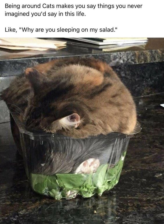 This meme combines a photograph with text overlay to create a humorous, relatable moment for cat owners. The image shows a tabby cat curled up and sound asleep inside a clear plastic salad container, which still holds fresh green leafy salad at the bottom, placed on a dark kitchen countertop. The text at the top reads: "Being around Cats makes you say things you never imagined you'd say in this life. Like, 'Why are you sleeping on my salad.'" The humor stems from the absurd, relatable behavior of cats choosing unexpected, inconvenient spots to rest—disregarding the purpose of the salad container entirely. It highlights the silly, unplanned phrases cat owners find themselves saying due to their pets' quirky actions, resonating with anyone who has owned a cat.