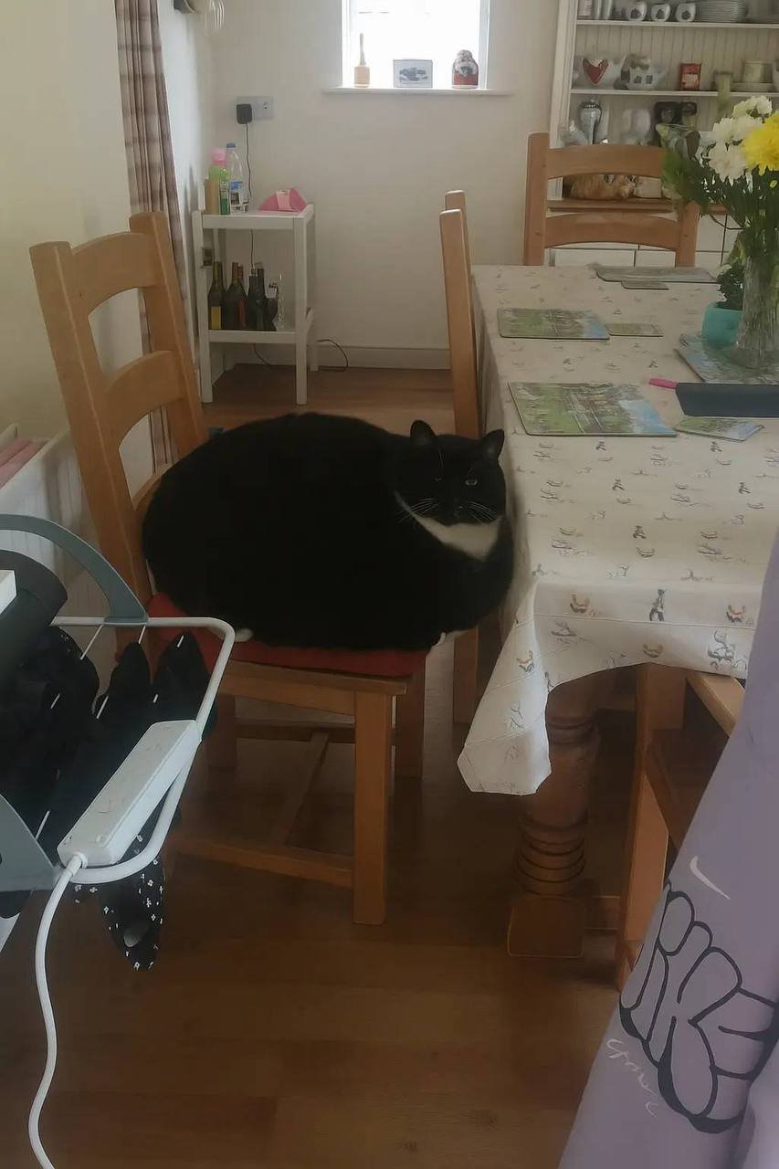 This photograph captures an extremely chonky (overweight) black-and-white domestic cat, squished tightly onto a wooden dining chair with a red seat cushion in a cozy home dining room. The cat has a neutral, slightly resigned expression, occupying the entire chair seat while looking directly at the camera. The background features a typical household space: a dining table covered with a patterned tablecloth (with a mirrored Nike logo visible on a nearby fabric), a small white shelf holding bottles and toiletries, and a window with small decorative items on the sill. The image leans into wholesome humor, playing on the cat's oversized appearance and the relatable, everyday home environment.