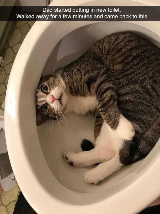 This wholesome meme features a real tabby and white cat curled up comfortably inside a newly installed, empty toilet bowl. The text at the top of the image provides context: the cat's owner was installing a new toilet, stepped away briefly, and returned to find the cat making itself at home in the bowl. The cat appears relaxed and content, looking up at the camera with wide, gentle eyes, capturing the typical quirky behavior of cats seeking out unusual cozy spots. The moment is both funny and heartwarming, emphasizing the endearing nature of pet companionship in home settings.
