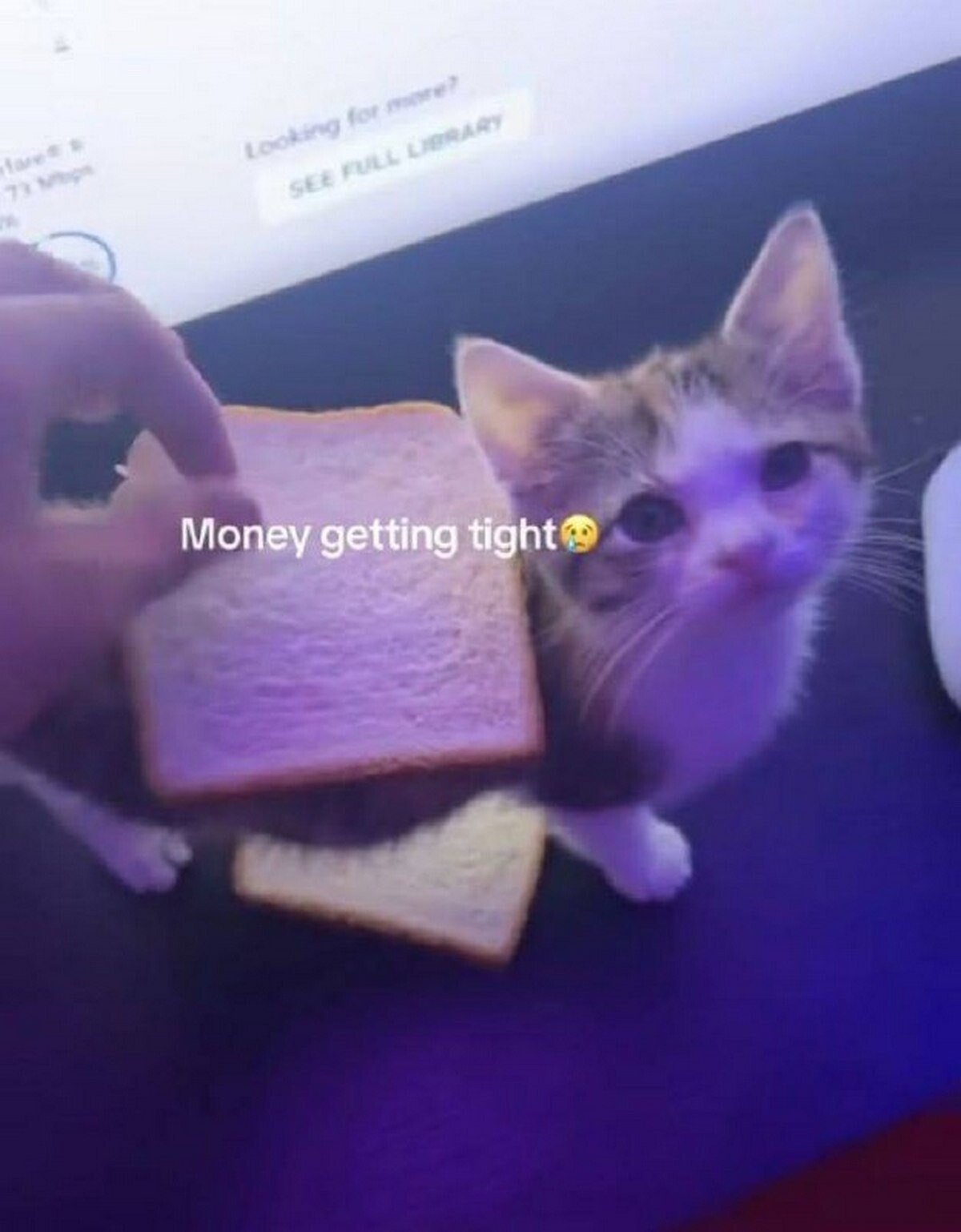 This meme features a small real kitten positioned between two slices of white bread, creating the visual of a 'cat sandwich'—a hand holds the top slice over the kitten's back. The on-image text reads 'Money getting tight 😭', which leans into the humorous, relatable joke of financial struggle: implying that when funds are low, people might resort to silly, desperate substitutes for food, or playfully exaggerate the stress of tight finances. The kitten's sad, watery-eyed expression amplifies the melancholic yet funny tone, making the meme a lighthearted way to vent about money problems.