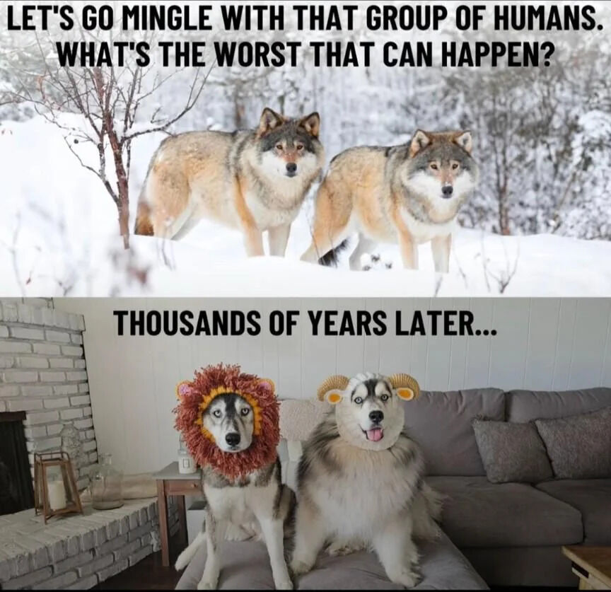 A two-panel wholesome meme. The top panel features two wolves standing in a snowy, forested landscape with bold text: 'LET'S GO MINGLE WITH THAT GROUP OF HUMANS. WHAT'S THE WORST THAT CAN HAPPEN?' The bottom panel, labeled 'THOUSANDS OF YEARS LATER...', shows two domesticated dogs (likely Huskies) sitting on a cozy indoor couch; one wears a red lion mane costume, and the other has yellow ram horns. The meme humorously contrasts the wolves' initial decision to interact with humans against the outcome of thousands of years of domestication, portraying dogs as beloved, costumed pets in a warm home setting.