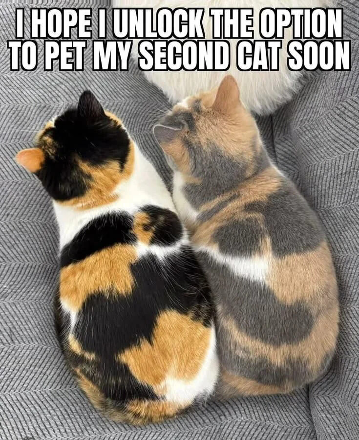 This wholesome meme shows two domestic cats sitting tightly side-by-side, with their backs facing the camera on a grey textured couch. One is a traditional black-orange-white calico cat, the other is a dilute grey-tan-white calico. The text at the top makes a joke comparing the unreachable second cat to a locked unlockable option in a video game, since the cats are pressed so close together that the owner cannot reach the second cat to pet it without moving the first one first.