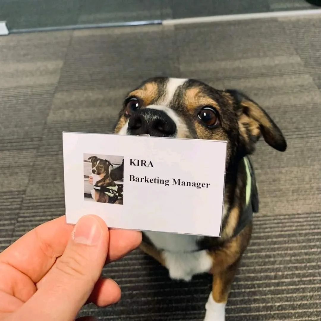 This wholesome meme features a real office dog named Kira, presented with a custom business card that labels her as 'Barketing Manager' — a playful pun on 'Marketing' that references a dog's bark. Kira sits upright on an office carpet, looking up with wide, earnest eyes at the camera, while a hand holds the business card (which includes a small photo of Kira) in front of her. The image frames Kira as an official, beloved member of an office team, creating a warm, funny, and heartwarming vibe.