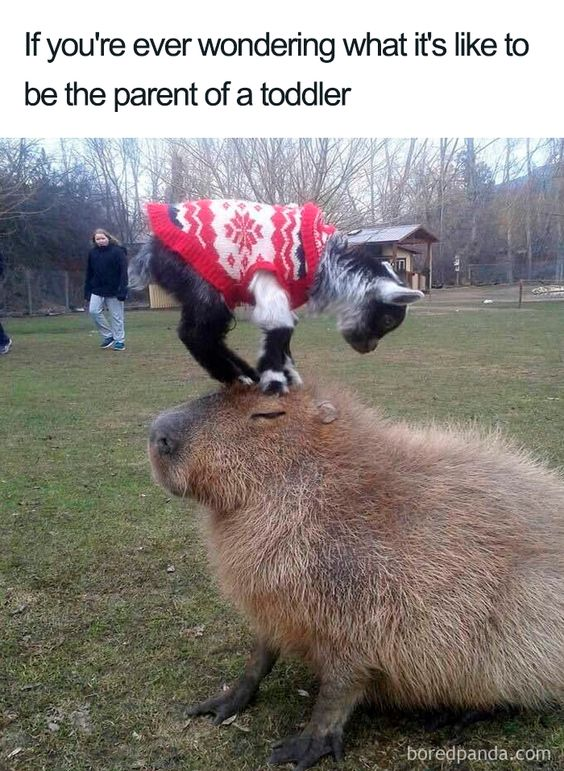 A meme featuring a photograph of a large capybara sitting calmly on grass with its eyes closed, while a small goat wearing a red and white snowflake-patterned sweater stands on top of its head. In the background, there is a person walking and a small wooden structure. The top text reads, 'If you're ever wondering what it's like to be the parent of a toddler,' humorously comparing the capybara's calm endurance of the goat's playful antics to the experience of parenting a toddler, emphasizing the wholesome and funny tone.