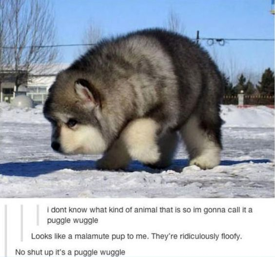 The image features an extremely fluffy young Alaskan Malamute puppy standing on snow, where a forced perspective trick makes its body appear unusually short and stout, enhancing its cuddly appearance. Below the puppy is a screenshot of a social media comment thread with three exchanges:
1. A user admits they don't know the animal's breed and dubs it a 'puggle wuggle' (a silly, cutesy nonsense term).
2. Another user corrects them, identifying it as a malamute pup and noting its extreme floofiness.
3. The first user insists on their silly name, saying 'No shut up it's a puggle wuggle'.

The humor comes from the clash between the correct breed identification and the absurd, endearing made-up name, paired with the puppy's irresistibly cute, visually distorted look that makes the silly name feel oddly fitting. The forced perspective is a visual joke that exaggerates the puppy's stubby, huggable shape.