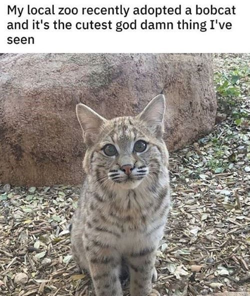 This is a wholesome cute meme featuring a photograph of a young bobcat sitting on dry leaf-covered ground inside a zoo enclosure, facing directly toward the camera. The bobcat has large, round innocent-looking eyes that give it an extremely adorable appearance. The text at the top of the image is the poster's comment stating their local zoo recently adopted this bobcat, and emphasizing it is the cutest animal they have ever seen with casual profanity.