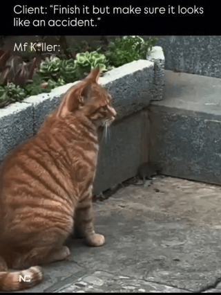 This meme features a real photograph of an orange tabby cat sitting on a paved stone surface, staring intently at a small mouse positioned at the corner of a low stone planter ledge. Text is overlaid on the image: the top text reads 'Client: "Finish it but make sure it looks like an accident."', while text next to the cat labels it 'Mf K*ller:'. The joke frames the cat as a hitman who will allow the mouse to fall off the ledge, making its death appear to be an accidental fall caused by gravity, which matches the original meme title.