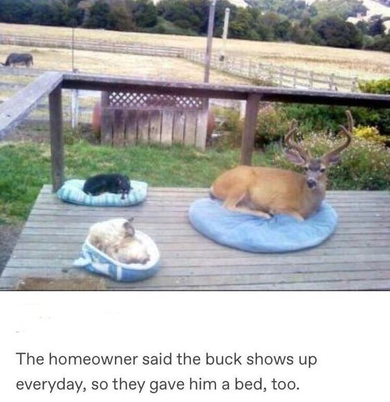 The image displays a wooden residential backyard deck with three pet beds placed on it. A small black dog rests on a light blue striped pet bed, a pale colored cat curls asleep in a smaller blue and white pet bed, and a large wild male deer (buck) with antlers lies comfortably on a large round light blue pet bed while looking directly at the camera. The background shows a grassy yard, wooden fencing, open fields, and forested hills in the distance. Text placed below the photo reads: "The homeowner said the buck shows up everyday, so they gave him a bed, too." It is a heartwarming scene depicting a wild animal being welcomed into a household of domestic pets.