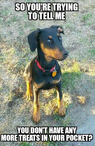 This is a single-panel wholesome animal meme featuring a young black and tan Doberman Pinscher puppy sitting on patchy dry outdoor grass. The puppy wears a red collar with a round yellow ID tag, and has an extremely skeptical, side-eye expression directed upwards at the person viewing the image. Bold white impact font text with a black outline is placed at the top and bottom of the image: the top text reads 'SO YOU'RE TRYING TO TELL ME', and the bottom text reads 'YOU DON'T HAVE ANY MORE TREATS IN YOUR POCKET?'. The joke leans into the common, relatable experience of pet owners whose dogs always expect treats, and refuse to believe that no more treats are available.