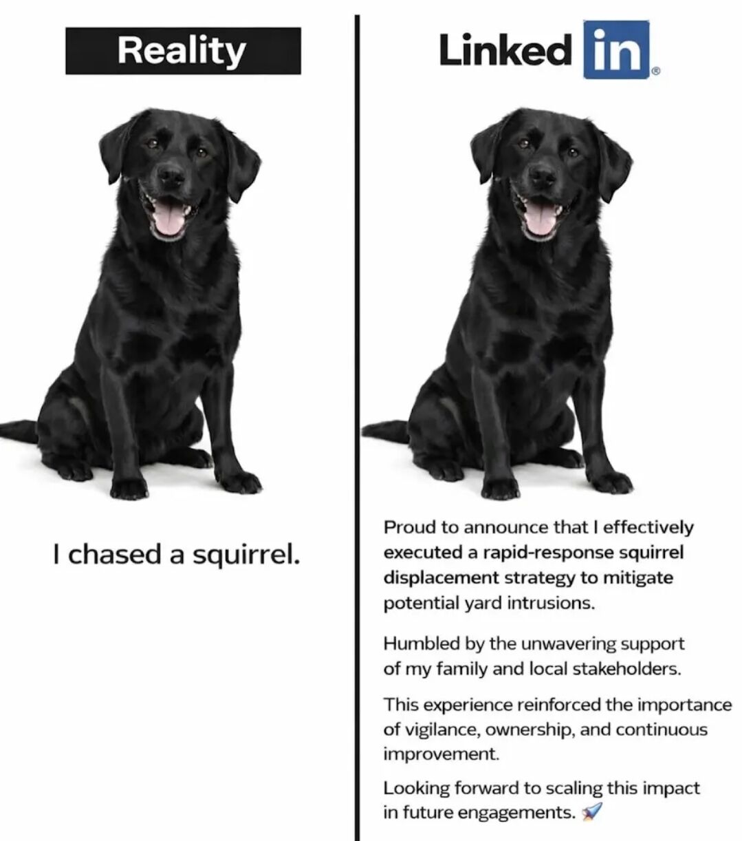 This is a two-panel side-by-side comparison meme that satirizes how people overinflate trivial personal achievements on the professional networking platform LinkedIn. The left panel is labeled 'Reality', and features a photograph of a happy black Labrador Retriever sitting, with a simple plain text description of the dog's action: 'I chased a squirrel.' The right panel is labeled 'LinkedIn' with the official LinkedIn logo, uses the exact same image of the black lab, and rewrites the simple event into a typical overly formal LinkedIn achievement announcement full of corporate buzzwords: framing chasing a squirrel as 'effectively executed a rapid-response squirrel displacement strategy to mitigate potential yard intrusions', thanking 'family and local stakeholders' for support, noting the experience reinforced lessons of vigilance and continuous improvement, and ending with a note about looking forward to 'scaling this impact' in future engagements. The joke pokes fun at the corporate culture of overhyping minor accomplishments on professional social media.