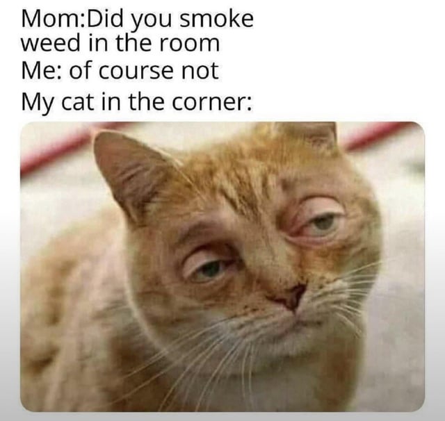 A meme depicting a humorous interaction where a mom questions the user about smoking weed, followed by the user's denial, and concludes with an image of a dazed orange cat labeled 'My cat in the corner.' The cat has half-lidded, glassy eyes, creating the joke that the cat is aware of the user's lie, implying it either witnessed the act or is humorously 'high' itself, thus exposing the denial.