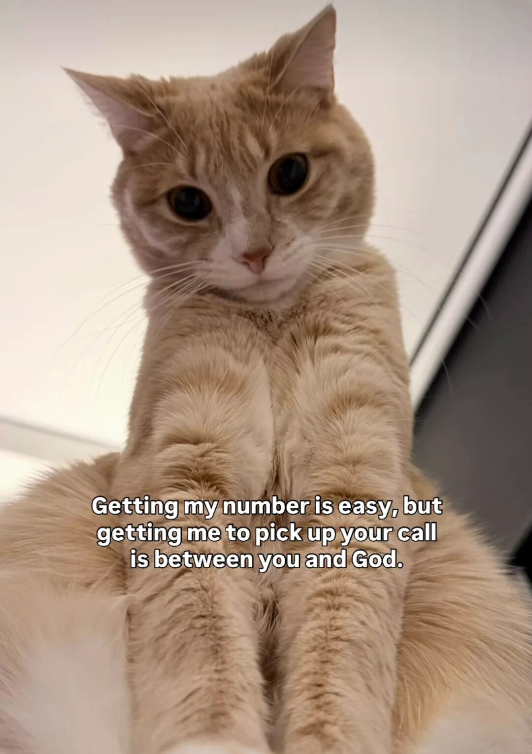 A close-up photograph of a light orange tabby cat with white markings on its face and chest, sitting upright and looking directly at the camera with a calm, slightly indifferent expression. The cat's front paws are resting in front of it, and its body is slightly tilted. Overlaid on the lower part of the image is a humorous caption: 'Getting my number is easy, but getting me to pick up your call is between you and God.' The background is a neutral indoor setting with soft lighting.