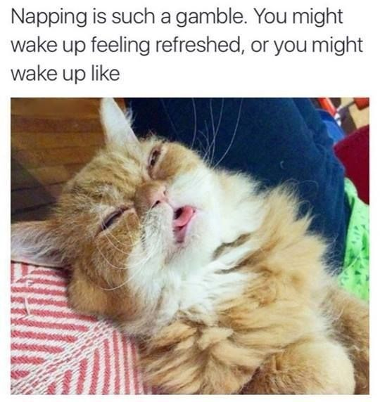 This relatable meme centers on the unpredictable nature of taking naps. The top text reads: "Napping is such a gamble. You might wake up feeling refreshed, or you might wake up like", paired with a photo of a disheveled orange and white cat. The cat has half-closed, glazed-over eyes, its tongue sticking out slightly, and looks completely dazed, groggy, and exhausted—perfectly embodying the frustrating experience of waking up from a nap feeling more tired than before. The humor comes from the universal, relatable experience of nap results being hit-or-miss, with the cat's exaggerated, worn-out expression making the joke visual and instantly recognizable to anyone who's had a bad nap.