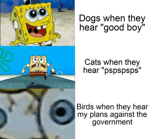 This is a 3-panel reaction meme using screenshots from the animated series SpongeBob SquarePants. The first panel shows an overjoyed, grinning SpongeBob paired with the text 'Dogs when they hear "good boy"', referencing how excited dogs get when praised. The second panel shows a panicked, running SpongeBob paired with 'Cats when they hear "pspspsps"', referencing how cats will often run to investigate the common calling noise. The third panel is an extreme close-up of SpongeBob's wide, alarmed eyes, paired with the text 'Birds when they hear my plans against the government'. The joke relies on the viral 'Birds Aren't Real' internet conspiracy trend, which humorously claims all birds are government surveillance drones that monitor human activity, so they react intensely when overhearing anti-government plots.
