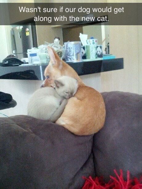This is a wholesome pet meme featuring a small light brown dog (resembling a Chihuahua) sitting on a dark grey couch, with a tiny pale-colored kitten curled tightly against its back. Both animals appear calm, relaxed, and comfortable, with the kitten looking sleepy. The top overlay text reads: *Wasn't sure if our dog would get along with the new cat.* The humor comes from the subversion of the common worry when introducing a new pet—instead of conflict, the image shows an adorable, peaceful bond forming between the two animals, creating a heartwarming, unexpected twist.