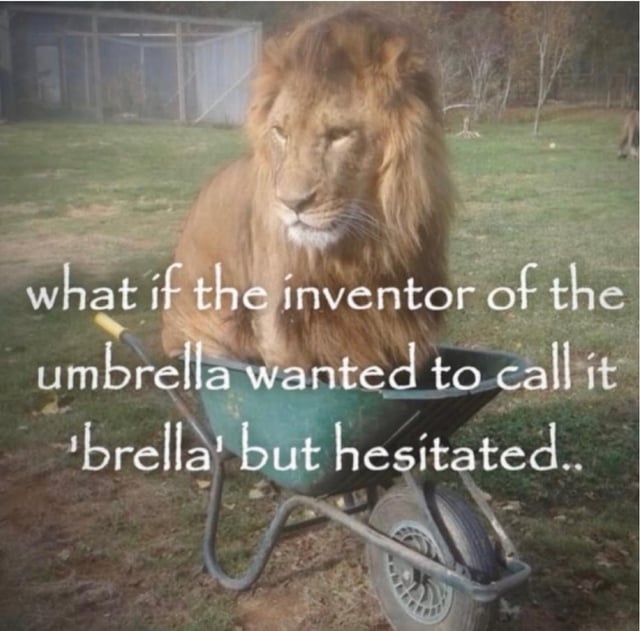 A meme featuring a real lion sitting calmly in a green wheelbarrow on a grassy field with a fenced structure in the background. Overlaid white text reads: 'what if the inventor of the umbrella wanted to call it 'brella' but hesitated..' The humor arises from a pun on the word 'umbrella,' suggesting the inventor might have considered shortening it to 'brella' but hesitated, leading to the full name. The lion's contemplative expression, with its relaxed posture and thoughtful gaze, complements the introspective, humorous question posed by the text.