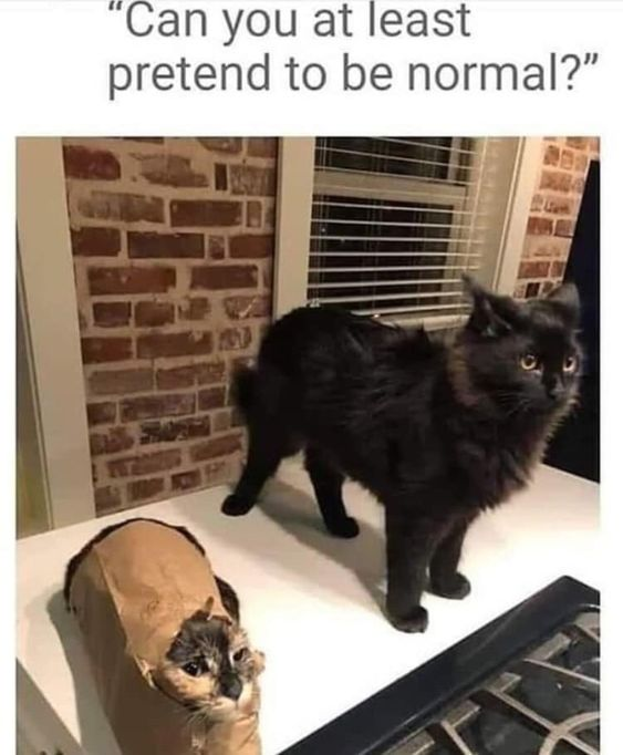 This funny cat meme features two domestic cats on a white kitchen counter. One smaller cat has its entire body stuck inside a brown paper bag, with only its head poking out, giving it a silly, awkward appearance. A fluffy black cat stands beside it, looking off to the side with an exasperated, tired expression that reads as embarrassment or annoyance. Overlaid text at the top reads "Can you at least pretend to be normal?", which frames the black cat as the exasperated 'normal' one judging the other cat's weird, chaotic behavior. The joke is relatable to anyone who has felt embarrassed or annoyed by a friend or family member's silly, out of the ordinary behavior.