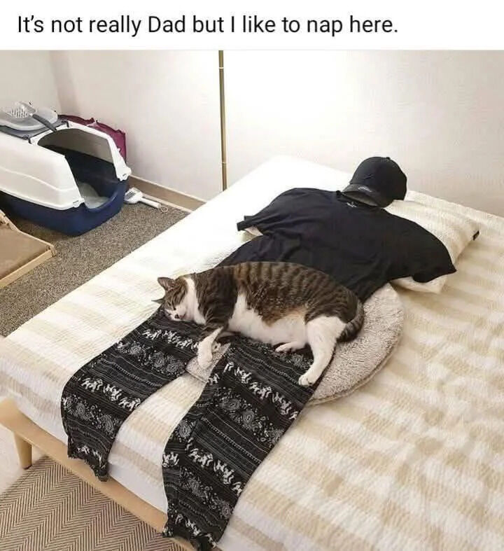 A photograph depicting a bed with a black shirt, black cap, and patterned pants arranged to look like a person lying down. A brown and white tabby cat is comfortably napping on top of this 'dad' setup. In the background, there is a white and blue cat litter box on a carpeted floor. The image includes a caption at the top that reads: 'It's not really Dad but I like to nap here.'