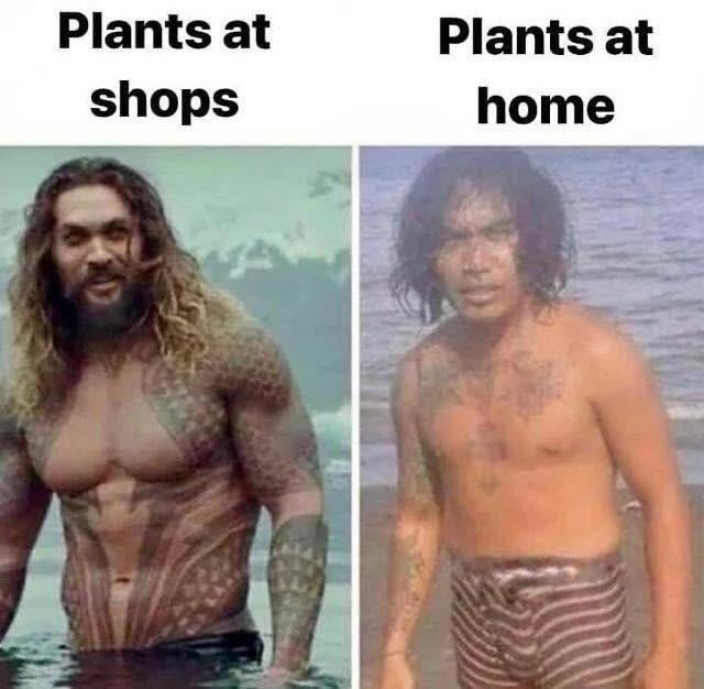 This is a two-panel expectation vs reality comparison meme about home plant care. The left panel features a strong, healthy, muscular shot of actor Jason Momoa in character as Aquaman, standing in ocean water, labeled "Plants at shops". The right panel features a candid photo of a slimmer, less robust regular man who resembles Jason Momoa, standing on a beach, labeled "Plants at home". The joke draws a humorous parallel: plants appear lush, thriving, and perfectly healthy when displayed for sale at shops, but quickly become scraggly, weak, and poorly maintained after being brought home by casual home gardeners who struggle to keep them alive.
