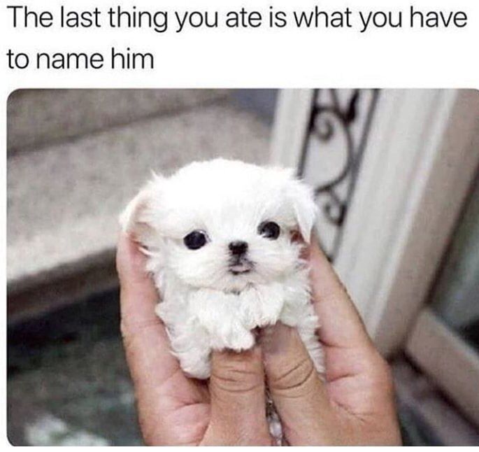 This is a lighthearted interactive meme. The top of the image has text stating 'The last thing you ate is what you have to name him', positioned above a photograph of an extremely small, fluffy white teacup puppy being held gently in a person's cupped hands. The puppy looks directly at the camera with wide, dark eyes and an innocent, cute expression. The prompt invites viewers to come up with often silly or funny names for the puppy based on their most recent meal, encouraging audience engagement.