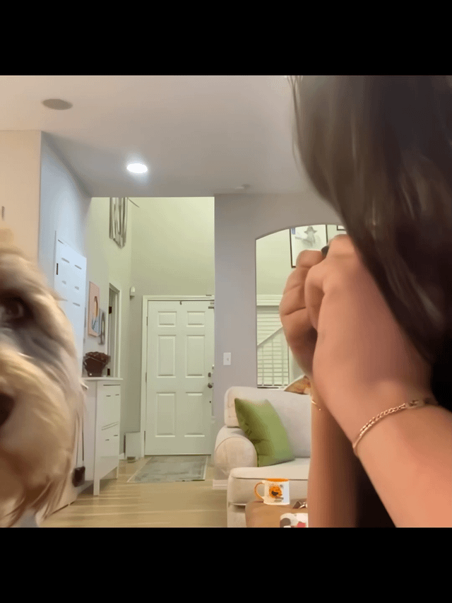 The meme features a close-up of a dog in the foreground with an intense, vacant 'thousand-yard stare,' a term referring to a dazed, far-off gaze often from exhaustion or shock. In the background, a person is seated on a beige couch in a cozy living room, with their hands near their face, appearing relaxed or contemplative. The living room includes a green pillow on the couch, a coffee table with a mug, and a hallway leading to a closed white door. The contrast between the dog's intense stare and the calm human creates a humorous, relatable scene.