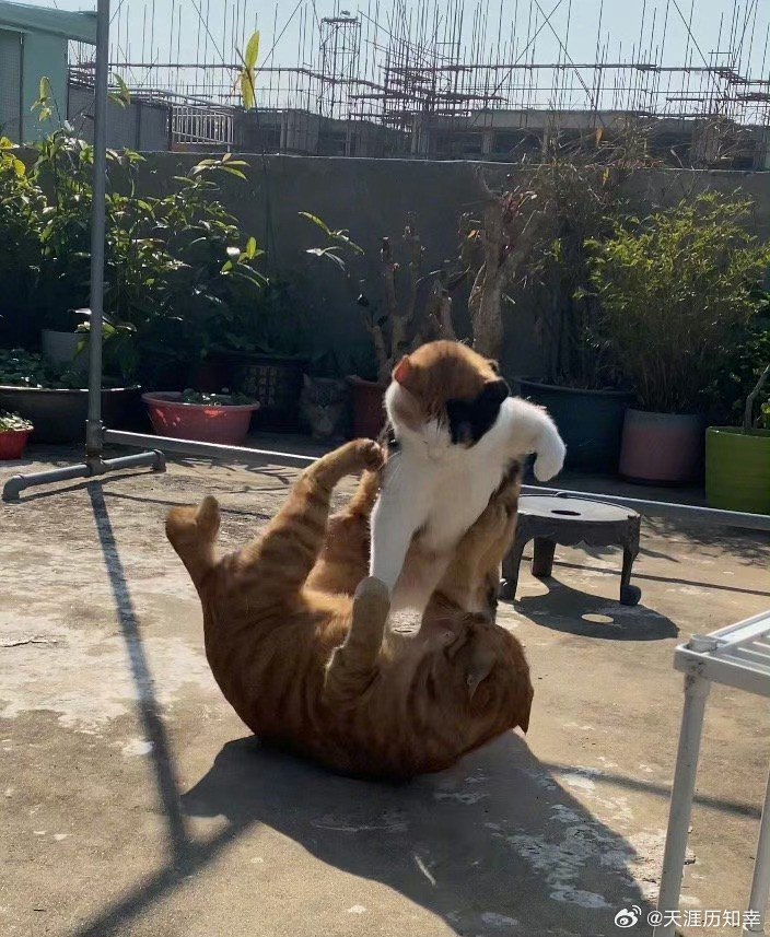 Two cats engage in a playful tussle in an outdoor area. An orange tabby cat lies on its back with its paws raised, while a white cat with black patches stands on top of it, appearing to play-fight. The setting includes a concrete floor, several potted plants of various sizes and types in the background, and a small metal stool. The scene is well-lit with sunlight casting shadows, suggesting a daytime outdoor environment, possibly a backyard or rooftop garden.