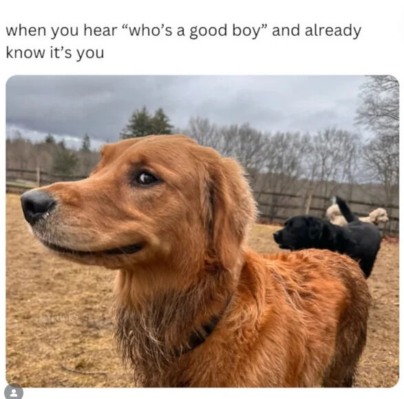 A wholesome meme featuring a top text overlay that reads, "when you hear 'who's a good boy' and already know it's you," paired with a photograph of a golden retriever dog. The dog appears proud and confident, standing outdoors in a grassy area with a wooden fence and trees in the background; other dogs are visible in the distance. The image humorously captures the dog's self-assured reaction to the classic phrase, emphasizing a cute and relatable pet moment.