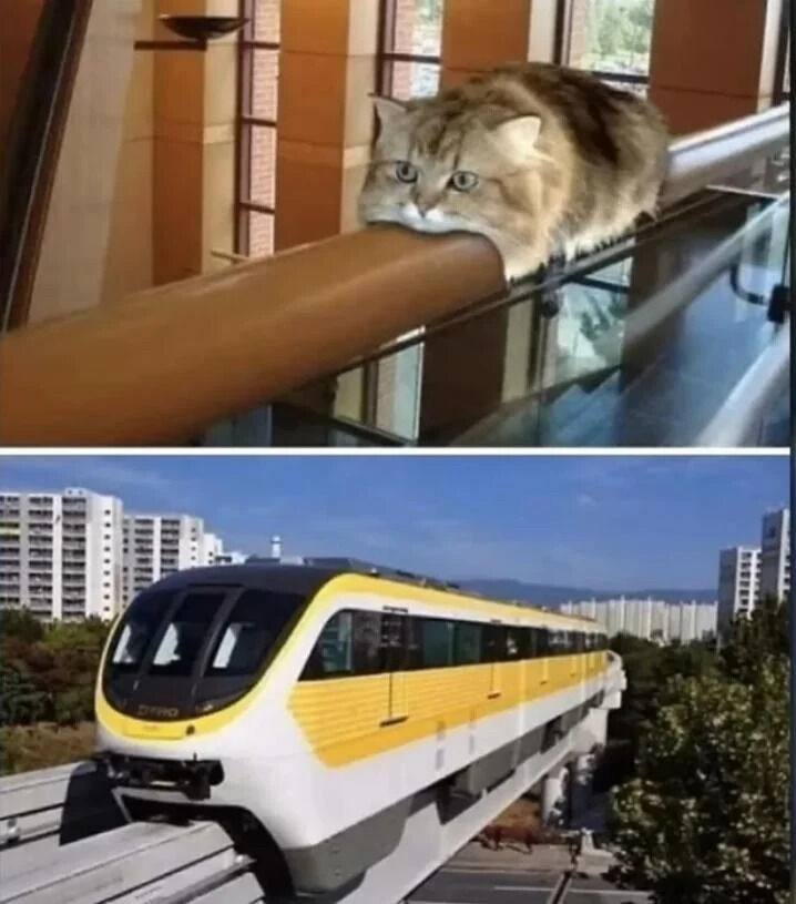A two-panel collage. The top panel shows a fluffy cat lying relaxed on a glass railing, with its body stretched out and a calm expression. The bottom panel features a yellow and white monorail train traveling on an elevated track, surrounded by apartment buildings and greenery. The meme likely draws a playful visual comparison between the cat's elongated posture and the train's streamlined shape.