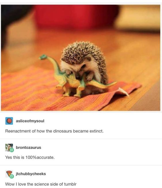This is a screenshot of a viral Tumblr thread, topped with a photo of a small real baby hedgehog playfully tackling a toy brontosaurus dinosaur. Below the photo, three Tumblr users comment in sequence: the original poster (asliceofmysoul) captions the image as a reenactment of how dinosaurs became extinct, a second user named brontozaurus confirms the explanation is 100% accurate, and a third user jokes that they love the 'science side of tumblr'. The joke plays on the popular Tumblr trope of the 'science side of tumblr' making absurd but playfully confident explanations for scientific events, resulting in a wholesome, funny meme.
