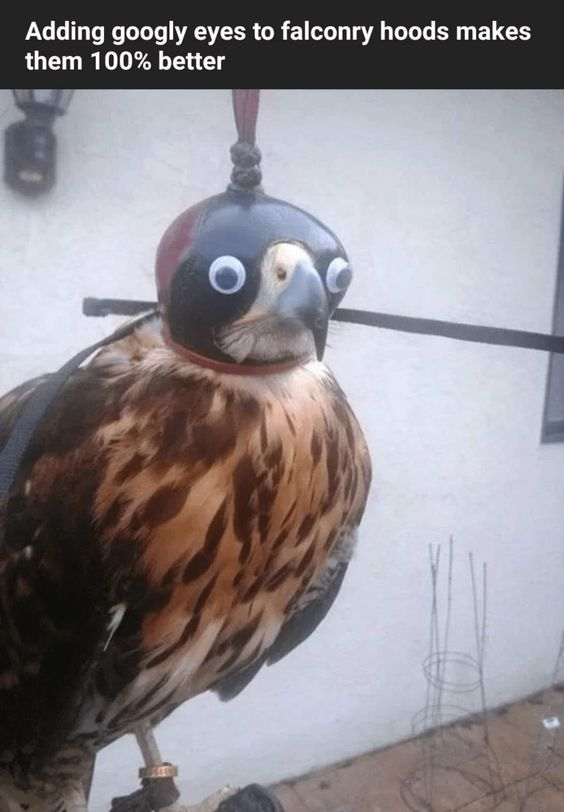 This meme showcases a real falcon perched while wearing a traditional falconry hood that has been whimsically modified with large, round googly eyes. The top text reads: *Adding googly eyes to falconry hoods makes them 100% better*, emphasizing the humorous and wholesome transformation of a functional piece of falconry equipment into a silly, endearing accessory. The contrast between the serious purpose of a falconry hood and the playful googly eyes creates a lighthearted, funny effect.