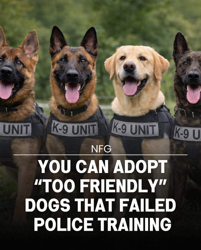 A photograph featuring four dogs, likely K-9 unit members (including German Shepherds and a Labrador), wearing black vests labeled 'UNIT' and 'K-9 UNIT'. All dogs are smiling with tongues out, appearing happy and friendly. Overlaid text reads: 'YOU CAN ADOPT 'TOO FRIENDLY' DOGS THAT FAILED POLICE TRAINING', framing their failure in training (due to excessive friendliness) as a positive trait for adoption.