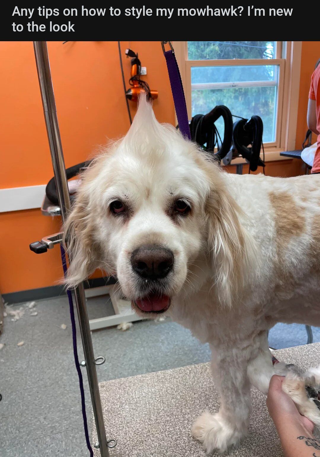 A photograph of a white and tan dog standing on a grooming table in a salon with an orange wall. The dog has a prominent, spiked mohawk hairstyle on top of its head, with longer fur on the sides. The dog is looking directly at the camera with a curious and friendly expression, mouth slightly open as if speaking. In the background, there is a window showing greenery outside, various grooming tools hanging on the wall (including black hoses and a hair dryer), and a partial view of a person in an orange shirt. The dog is secured with a purple leash attached to a metal grooming arm. The top of the image features text that reads, 'Any tips on how to style my mowhawk? I’m new to the look,' creating a playful scenario where the dog humorously asks for hairstyling advice.