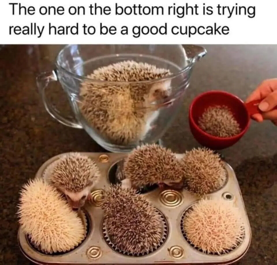 This humorous image features multiple small baby hedgehogs positioned to look exactly like cupcakes. Five hedgehogs sit in individual paper cupcake liners inside a metal muffin baking tray, their spiky fur closely mimicking the look of textured frosted cupcakes. One larger hedgehog is partially submerged in water inside a clear glass mixing bowl, while another tiny hedgehog sits in a small red measuring cup held by a human hand on the right side of the frame. The overlaid text jokes that the pale-colored hedgehog in the bottom right slot of the baking tray is putting in a lot of effort to convincingly pass as a proper cupcake, leaning into the visual gag of the hedgehogs' resemblance to the baked goods.