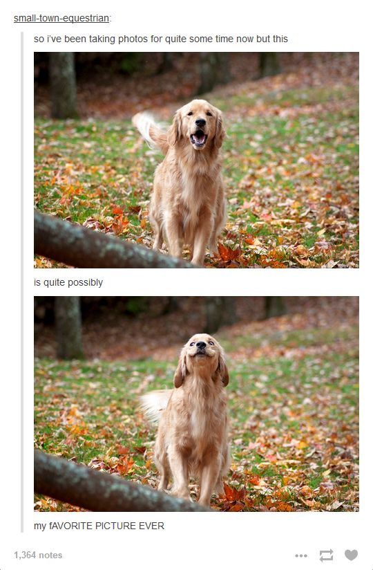 This is a two-panel social media post featuring a golden retriever in a wooded, leaf-covered outdoor setting. The top panel shows the dog with a happy, open-mouthed excited expression, standing on grass scattered with autumn leaves. The bottom panel captures the exact same dog in the same spot, but with a comically shifted, silly face—one ear flopped over its eye, head tilted upward, creating a goofy, endearing look. The accompanying text from user 'small-town-equestrian' explains they have been taking photos for a long time, but this pair of shots is their favorite picture ever. The humor comes from the unexpected, perfectly timed silly expression that contrasts with the cute, normal dog photo, making the post feel wholesome and funny.