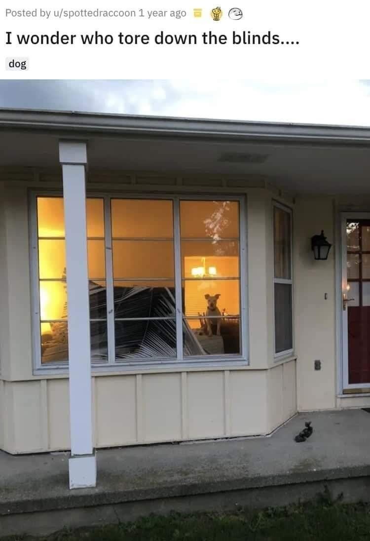 This meme captures a humorous, relatable moment of pet mischief. The top text asks sarcastically, "I wonder who tore down the blinds...." with a small "dog" label below it. The accompanying image shows a house's front bay window with severely damaged, collapsed blinds; inside the window, a small dog sits and looks directly outward, appearing either innocent or subtly guilty. On the concrete porch below the window, a small black object (likely a toy the dog was playing with) rests. The humor stems from the obvious answer: the dog is clearly responsible for destroying the blinds, and the sarcastic question amplifies the funny, wholesome nature of the pet's misbehavior.