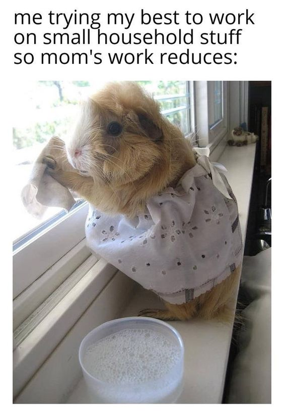 This meme combines a charming photograph of a real guinea pig with a relatable, wholesome narrative. The guinea pig is dressed in a small white dress, standing on its hind legs while holding a cloth and wiping a windowsill, with a bowl of soapy water placed below it. Above the image, text reads: 'me trying my best to work on small household stuff so mom's work reduces:'. The meme captures the earnest, cute effort of doing small tasks to ease a family member's burden, evoking warm, positive feelings about helping loved ones.