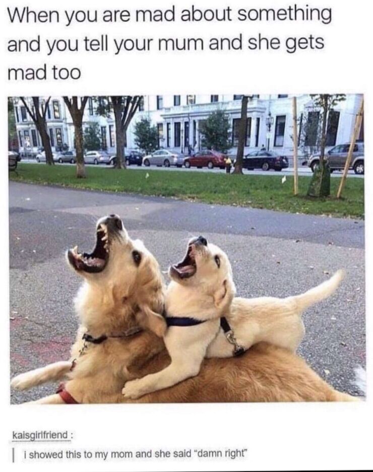 The meme consists of three parts: top text, a central photograph, and a bottom user comment. The top text reads 'When you are mad about something and you tell your mum and she gets mad too'. The central photo shows an adult golden retriever and a smaller light-colored puppy both sitting on an asphalt park path, with the puppy resting on the adult dog's back. Both dogs have their heads tilted back and mouths wide open, appearing to bark loudly in sync, visually representing the shared anger described in the text. Below the photo, a comment from user kaisgirlfriend states 'i showed this to my mom and she said "damn right"', adding a real-life relatable layer that reinforces the meme's core joke about protective, supportive mothers who validate their children's anger by joining in.