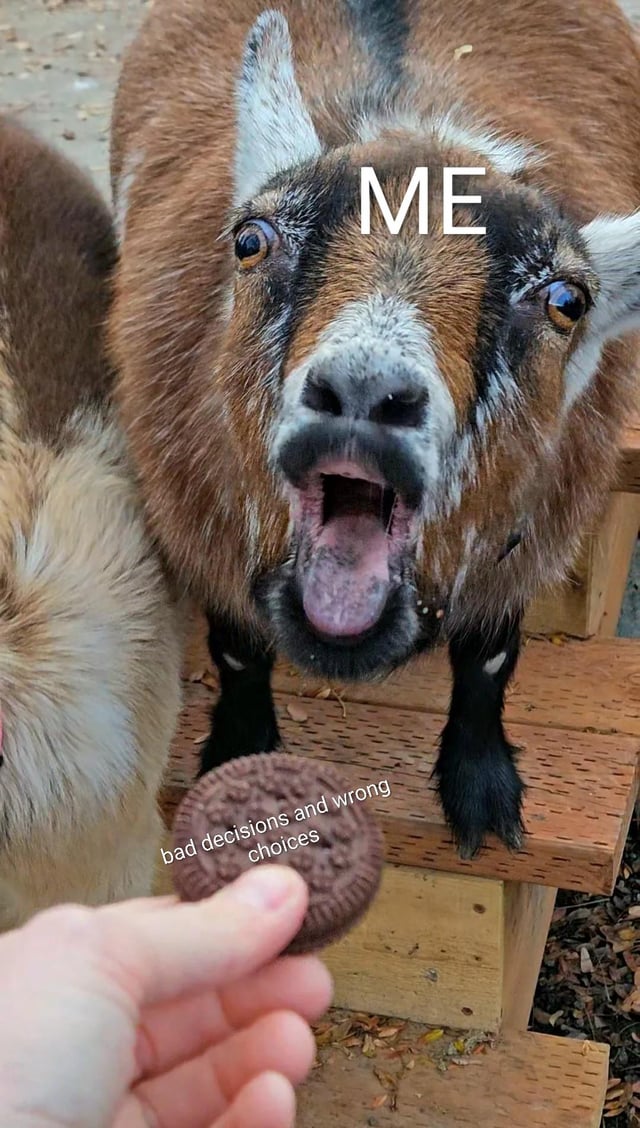 A humorous image featuring a real goat with a desperate, eager expression—mouth open, eyes wide, and leaning forward with front legs on wooden steps. Above the goat's head is the text 'ME' in bold white letters, identifying the goat as a stand-in for the viewer. In the foreground, a human hand holds a round chocolate cookie (resembling an Oreo) with the overlaid text 'bad decisions and wrong choices' in white. The composition creates a relatable metaphor: the goat (labeled 'ME') is comically tempted by the cookie, which symbolizes giving in to poor choices, evoking a lighthearted take on everyday temptation.