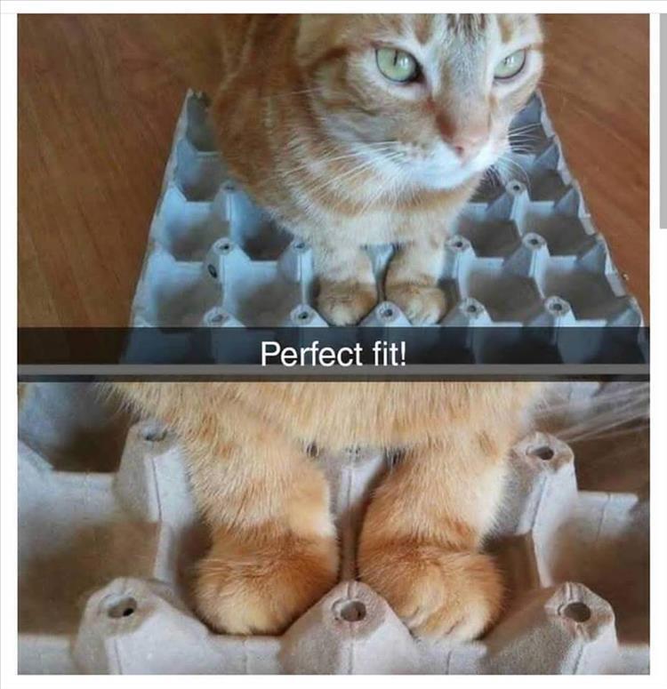 This two-panel meme features an orange ginger tabby cat. The top panel shows a full view of the cat sitting on a cardboard egg carton placed on a wooden floor, with its two front paws resting neatly in two of the carton's egg indentations as it looks calmly toward the camera. The bottom panel is a close-up shot of the cat's fluffy paws fitting exactly into the indentations of the egg carton. The text 'Perfect fit!' is overlaid on a dark bar between the two panels, highlighting how well the cat's paws fit into the slots, playing on the popular, beloved observation that cats often enjoy fitting into oddly sized small spaces.