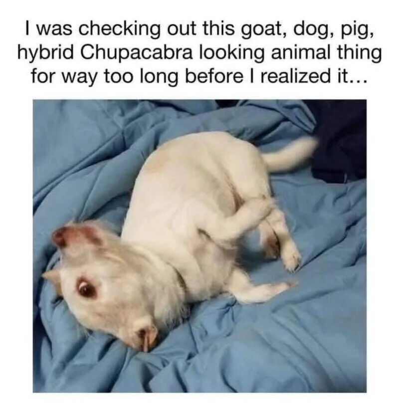 The meme consists of a text block at the top and a photograph below. The top text reads: "I was checking out this goat, dog, pig, hybrid Chupacabra looking animal thing for way too long before I realized it...". The image beneath is a photograph of a small white dog lying on its back on a rumpled blue blanket. The dog's relaxed posture, light fur, and the angle of the photo create an initial optical illusion, making it briefly appear to be a strange hybrid animal (as referenced in the text) until the viewer recognizes it as a dog. The humor stems from the relatable experience of misperceiving a familiar object or animal as something exotic.