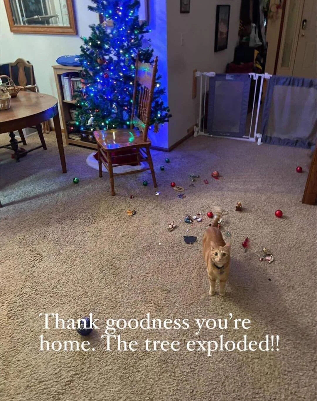 A photograph of a cozy living room during the Christmas season. A Christmas tree adorned with blue lights stands in the background, but numerous colorful ornaments (red, green, gold) are scattered across the beige carpet, suggesting they have fallen from the tree. In the foreground, an orange tabby cat with a collar stands calmly, looking directly at the camera. Overlaid white text at the bottom reads: 'Thank goodness you're home. The tree exploded!!' The scene humorously implies the cat is responsible for the scattered ornaments while adopting an innocent demeanor, creating a wholesome and lighthearted narrative.