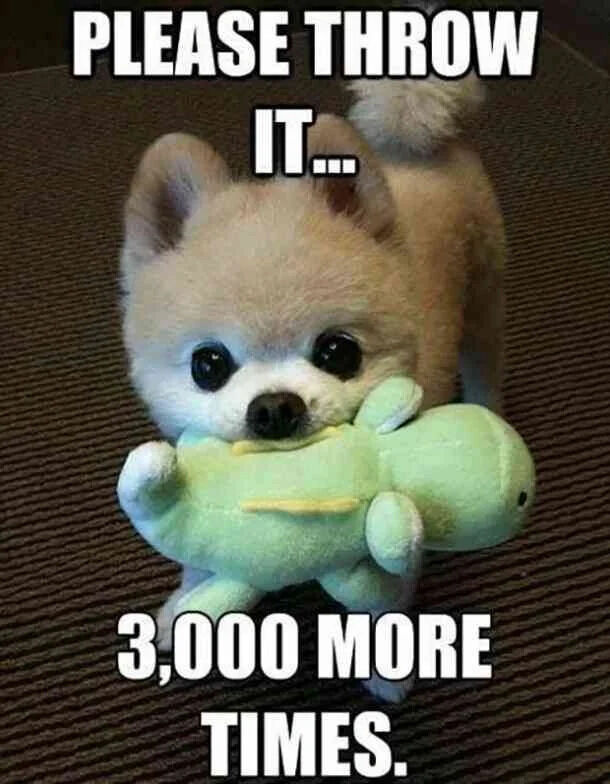 The image features an adorable small Pomeranian puppy with fluffy light brown fur and large, round black eyes. The puppy is standing on a dark textured carpet, holding a green stuffed dinosaur toy in its mouth. Above the puppy, bold white text reads 'PLEASE THROW IT...', and below, continuation text reads '3,000 MORE TIMES.' The combination of the puppy's cute appearance and the playful request creates a wholesome, endearing scene that evokes feelings of joy and affection for pets.
