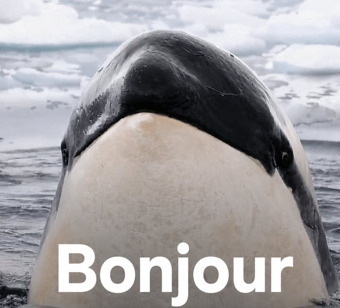This meme features a close-up photograph of an orca (killer whale) poking its head out of cold, icy ocean water dotted with ice floes, facing the viewer directly. Large, bold white text reading 'Bonjour' (the French word for 'hello') is overlaid across the lower portion of the orca's face. The accompanying original title frames this greeting as a lucky charm, playing on a homophone pun: 'buoy' (a floating maritime object associated with ocean environments like the one the orca is in) sounds identical to 'boy', so the meme offers the recipient good luck if they accept the friendly greeting from the marine animal.
