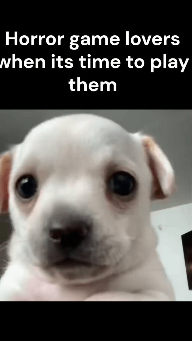 This is a single-panel reaction meme. The top section has a black background with white text that reads 'Horror game lovers when its time to play them'. Below the text is a close-up shot of a small pale puppy with extremely wide, nervous, slightly scared-looking eyes staring directly at the camera. The meme humorously depicts the relatable feeling of people who enjoy horror games, but still feel anxious and nervous right before they start playing a horror game, despite claiming to love the genre.