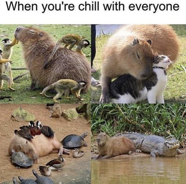This is a 4-panel collage wholesome meme. The top text reads "When you're chill with everyone". Each panel features a capybara, an animal famous for its unusually calm and friendly demeanor, peacefully coexisting with different species: the top left panel shows a capybara being interacted with by a group of squirrel monkeys, the top right panel shows a capybara cuddling with two domestic cats, the bottom left panel shows a capybara resting while surrounded by ducks and turtles, and the bottom right panel shows a capybara sitting calmly next to a crocodile at the edge of water. The meme draws a humorous, relatable parallel between the capybara's ability to get along with all animals and easygoing people who maintain friendly relationships with everyone regardless of social group.